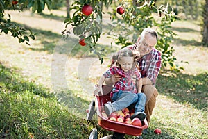 grandfather with granddaughter with Apple in the Apple Orchard. healthy childhood, vacations in the farm