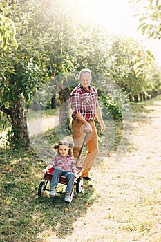 grandfather with granddaughter with Apple in the Apple Orchard. Multi generation family enjoying in the park