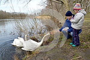 The grandfather and the granddaughter feed swans on the bank of the forest lake