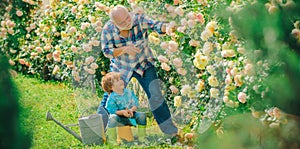 Grandfather with grandson gardening together. Gardening with a kids. Bearded Senior gardener in an urban garden