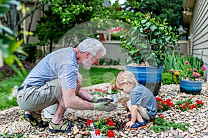 Grandfather and Grandson Spend Time Together Planting Flowers in the Garden photo