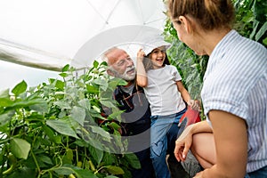 Grandfather growing organic fresh vegetables with grandchildren and family at family farm