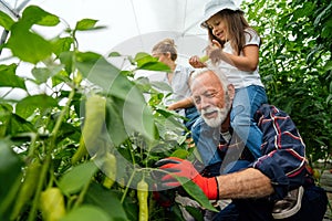 Grandfather growing organic fresh vegetables with grandchildren and family at family farm