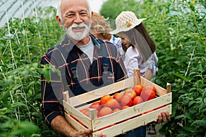 Grandfather growing organic vegetables with family at bio farm. People healthy food concept