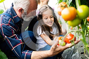 Grandfather growing organic vegetables with grandchildren and family at farm