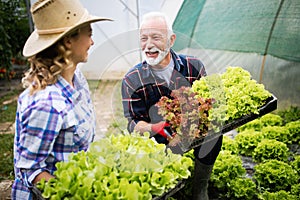 Grandfather growing organic vegetables with grandchildren and family at farm