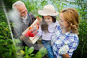 Grandfather growing organic vegetables with grandchildren and family at farm