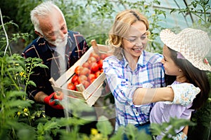 Grandfather growing organic vegetables with grandchildren and family at farm