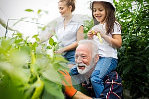 Grandfather growing organic vegetables with grandchildren and family at farm