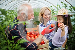 Grandfather growing organic vegetables with grandchildren and family at farm