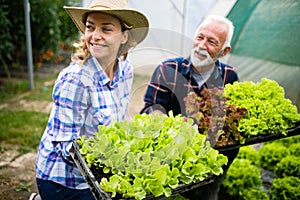 Grandfather growing organic vegetables with grandchildren and family at farm