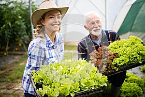 Grandfather growing organic vegetables with grandchildren and family at farm