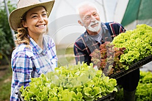 Grandfather growing organic vegetables with grandchildren and family at farm