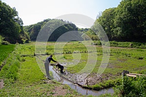 Grandfather holding hand of his grandson to help him cross little ditch water at summer green rice field