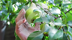 Grandfather pluck pear in his garden.