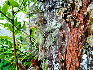 Grandfather\'s beard plants, Tillandsia Trichoides