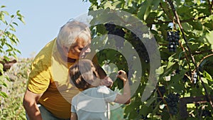 Grandfather teaching grandchild how to pick grapes in a vineyard. Intergenerational learning and family tradition