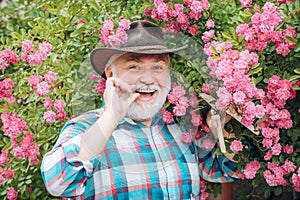 Grandfather working in garden over roses background. Grandfather enjoying in the garden with flowers. Spring and summer