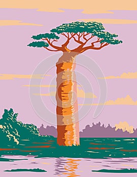 Grandidier`s Baobab or Adansonia Grandidieri the Biggest and Most Famous Species of Baobabs in Madagascar WPA Poster Art