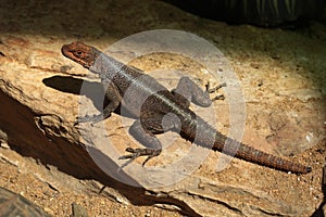 Grandidier's Madagascar swift (Oplurus grandidieri).