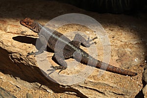 Grandidier's Madagascar swift (Oplurus grandidieri).