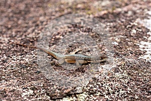 Grandidier\'s Madagascar swift, Oplurus grandidieri, Tsingy De Bemaraha. Madagascar wildlife