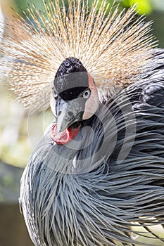 The grandiose portrait of African Crane bird.