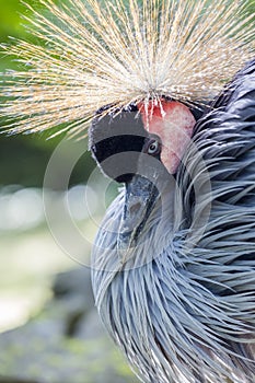 The grandiose portrait of African Crane bird.