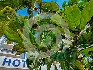 Grandleaf seagrape tree on Cyprus