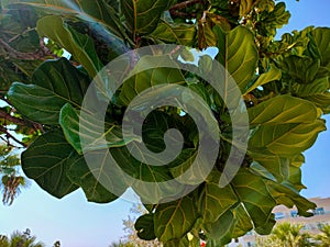 Grandleaf seagrape tree on Cyprus