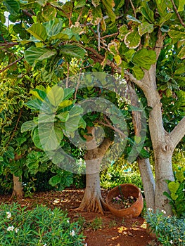Grandleaf seagrape tree on Cyprus