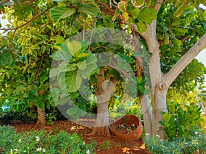 Grandleaf seagrape tree on Cyprus
