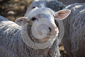 Grandma`s Sheep Coral: Navajo Sheep Raising in the 21st Century