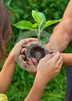 The grandmother and the child are holding a plant sprout in their hands. Selective focus.