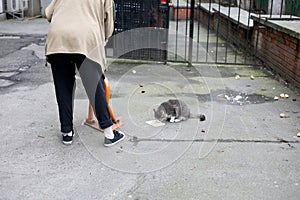 An grandmother feeds stray cats. A caring old lady and stray cats on the street. Taking care of stray animals