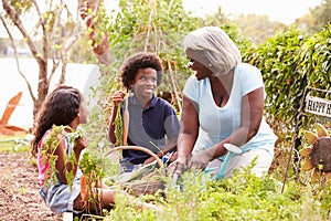 Grandmother And Grandchildren Working On Allotment