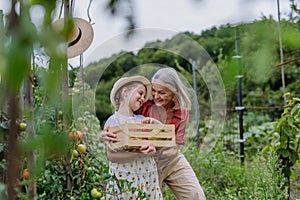 Grandmother with granddaughter with crate full of vegetables. Concept of importance of grandparents - grandchild