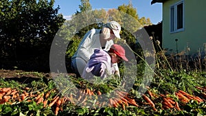 Grandmother and granddaughter harvesting carrots in the garden on late summer weekend. Organic farm food harvest concept