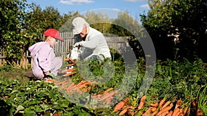 Grandmother and granddaughter harvesting carrots in the garden on late summer weekend. Organic farm food harvest concept