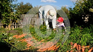 Grandmother and granddaughter harvesting carrots in the garden on late summer weekend. Organic farm food harvest concept