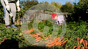 Grandmother and granddaughter harvesting carrots in the garden on late summer weekend. Organic farm food harvest concept