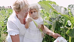 Grandmother and granddaughter are sitting on a green farm plantation