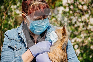A grandmother in a medical mask puts a mask on her dog against the background of flowering trees. Isolated home during coronavirus