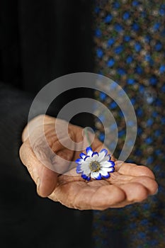 Grandmother's hand holding a flower