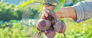 Grandmother with vegetables in her hands in the garden. Organic vegetables. Selective focus