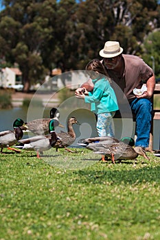 Grandpa helps little girl feed ducks at lake