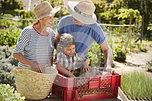 Grandparents With Granddaughter Working On Allotment Together