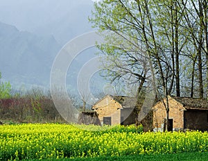 A grange in a field of cole flowers