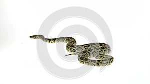 Granit Burmese Python or Python molurus bivittatus isolated on white background.