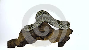 Granit Burmese Python or Python molurus bivittatus on wooden snag isolated in white background.